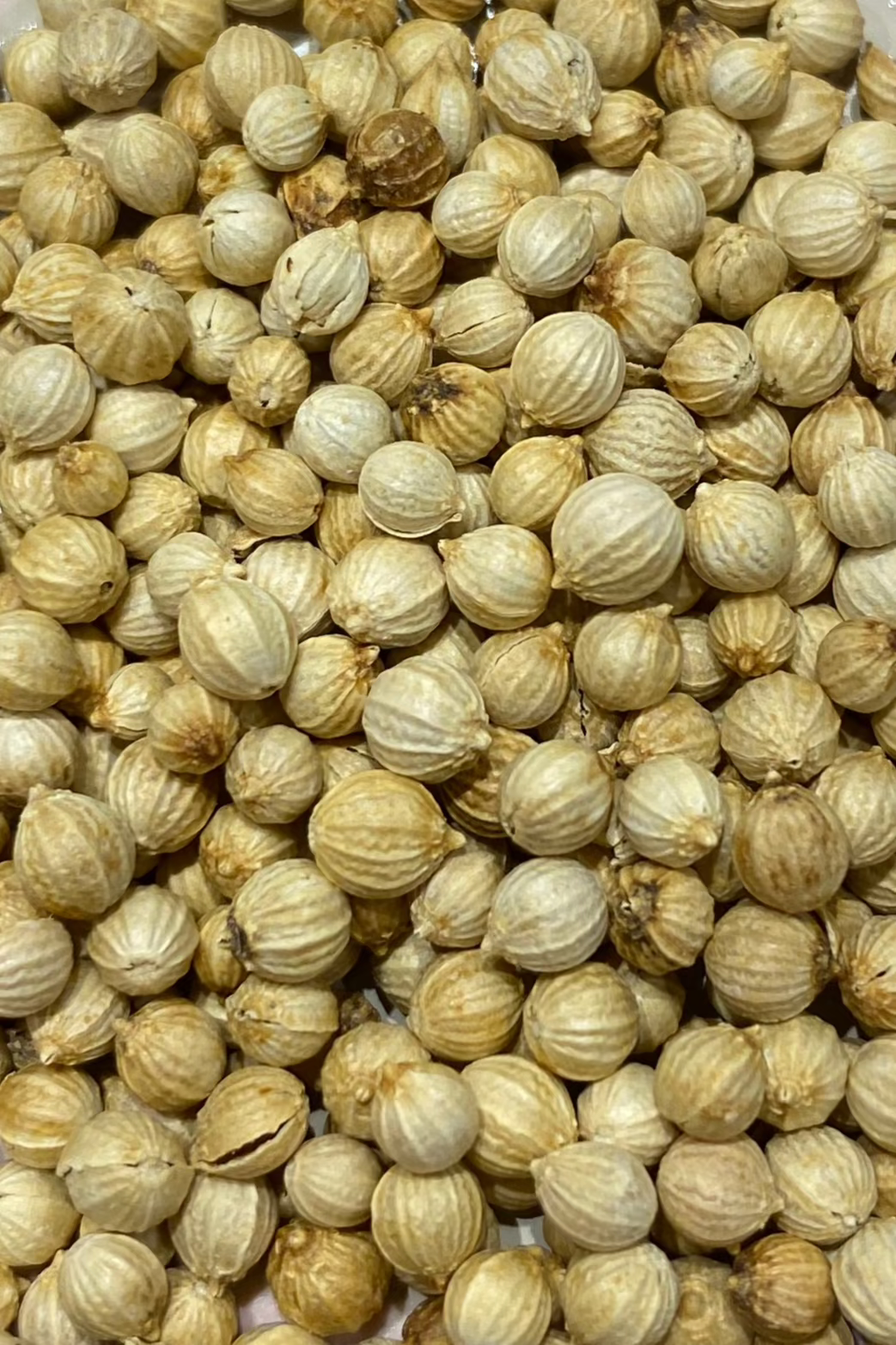 CORIANDER SEEDS (BALI)